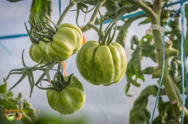 green bell pepper