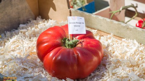 GROSSE ROUGE de VIENNE - BIG RED FROM VIENNA