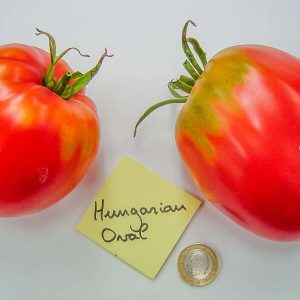 hungarian oval
