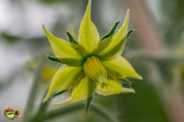 joyau d'idaho