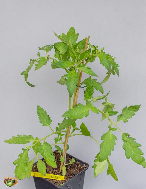 kalman's hungarian pink