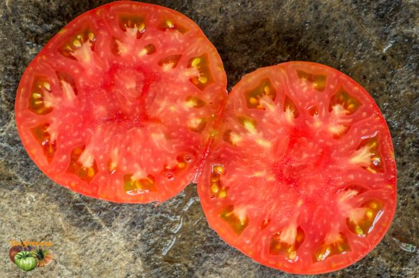 KENTUCKY PINK STAMPER - Image 5