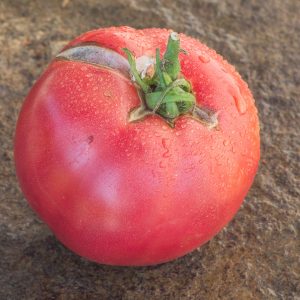 kroska pink bulgarian