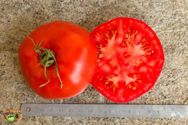 ingegnoli gigante liscio