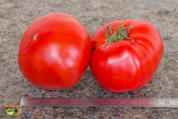 ingegnoli gigante liscio