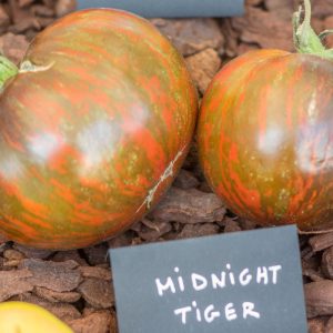 midnight tiger