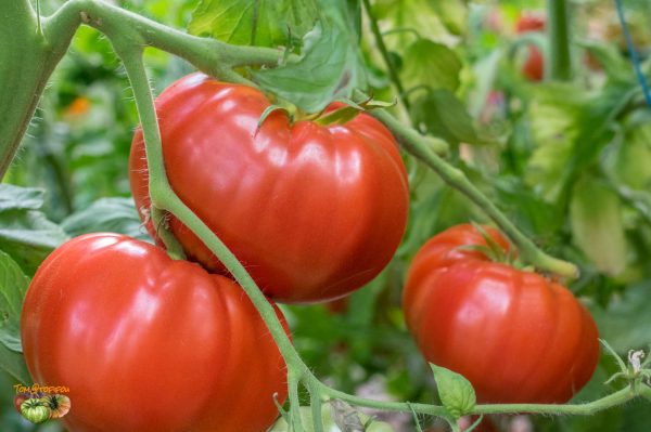 MRS BOT'S ITALIAN GIANT