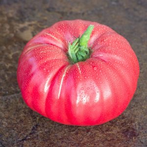 napa giant