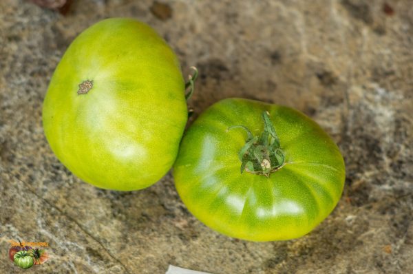 NORTHERN GREEN