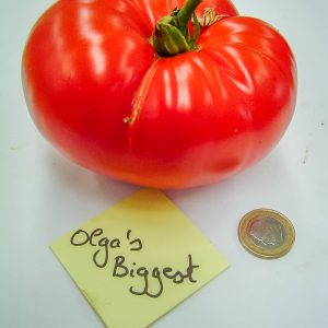 olga's biggest