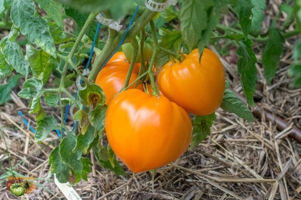 ORANGE STRAWBERRY - Image 7