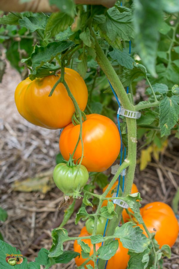 ORANGE STRAWBERRY - Image 6