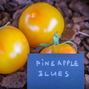 pineapple blues