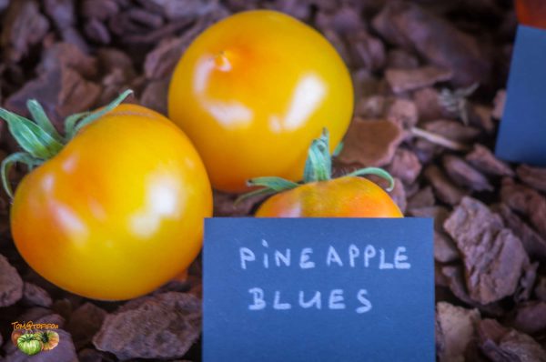 pineapple blues