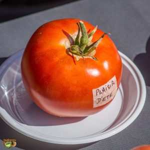 PLAISIR D'ETE -SUMMER PLEASURE