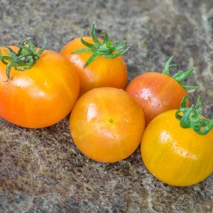 rainbow bicolor cherry