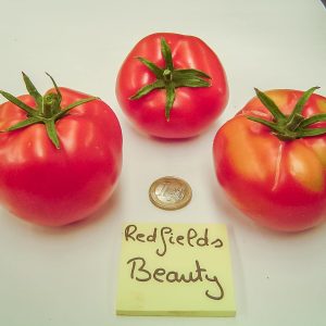 redfields beauty