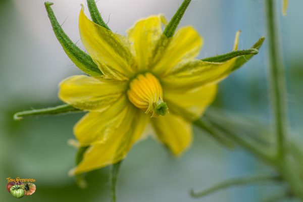 ROSA DE ALTEA - Image 5