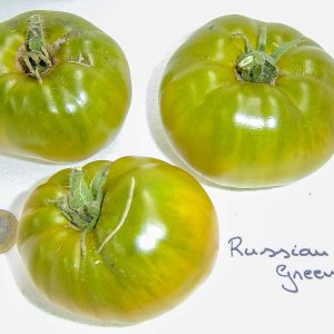 russian green