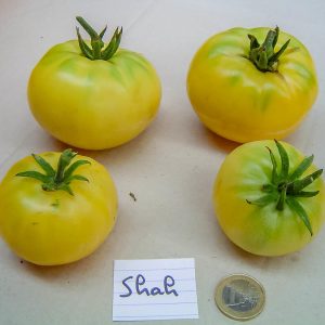 shah