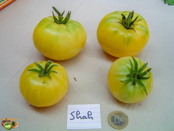 SHAH