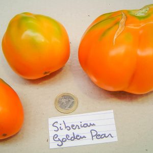 siberian golden pear