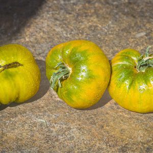 SPEAR'S TENNESSEE GREEN