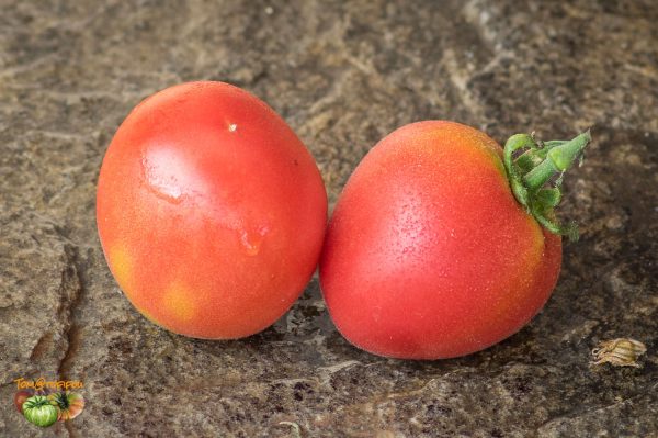 SPECKLED PEACH - Image 2