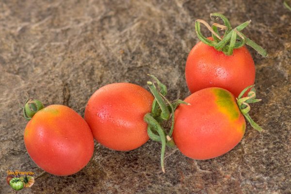SPECKLED PEACH