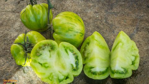 GREEN BELL PEPPER