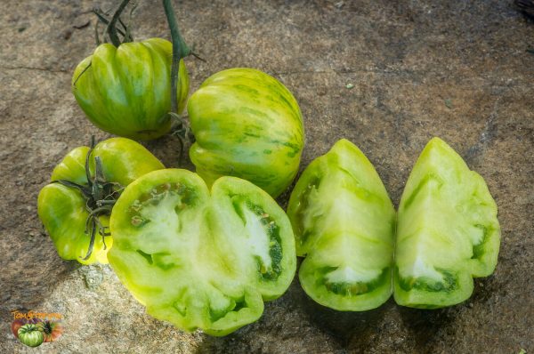 green bell pepper