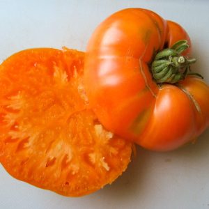 VERNA ORANGE