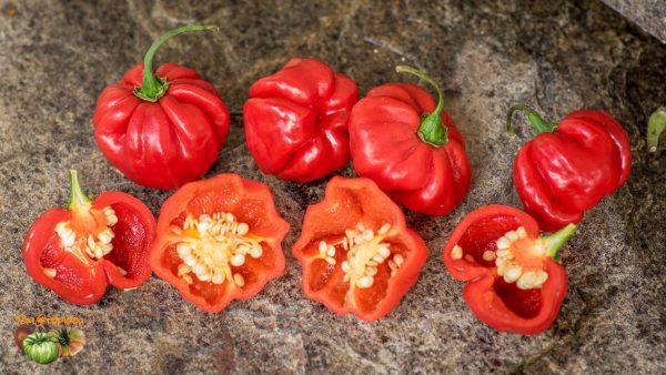 aji cachuchua purple 03 septembre 2017 3