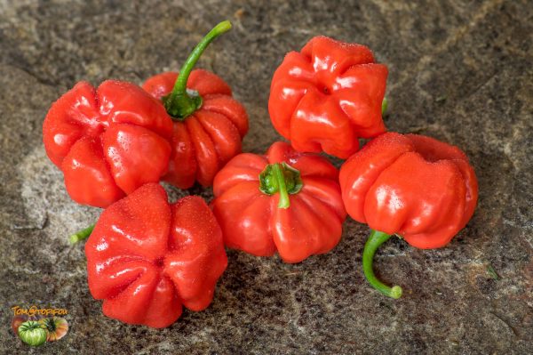aji cachuchua splo 24 aout 2017 2