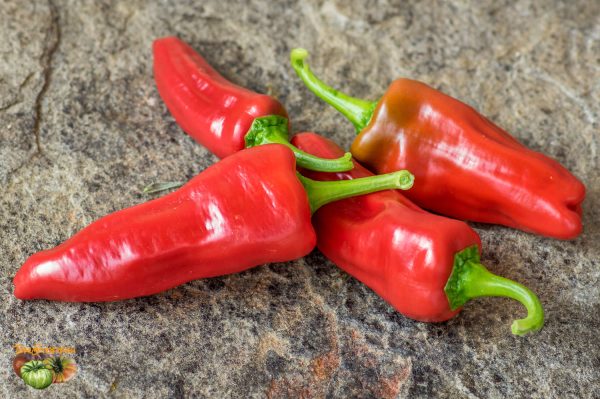 aji monagre 08 septembre 2017 4