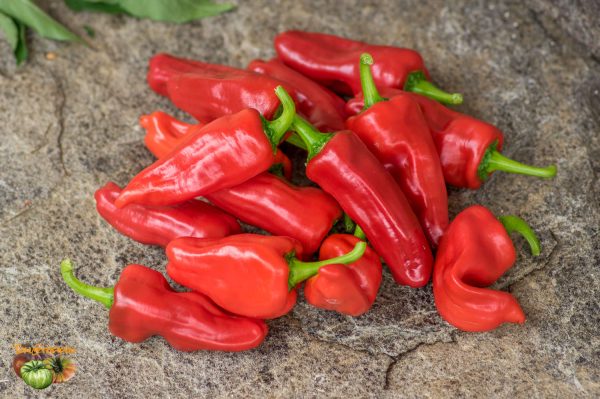 aji monagre 15 septembre 2017
