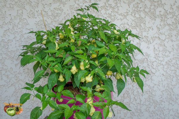 aji white fantaisy 03 aout 2017 2