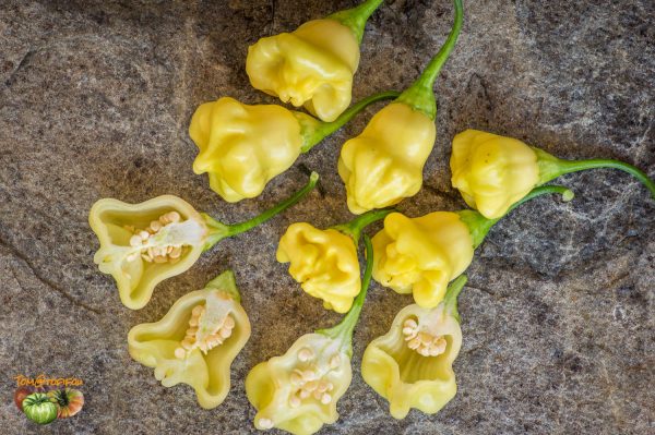 aji white fantaisy 12 aout 2017 3