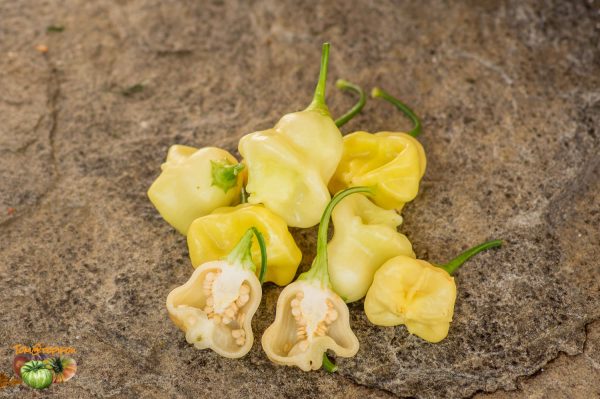 aji white fantaisy 15 septembre 2017 2