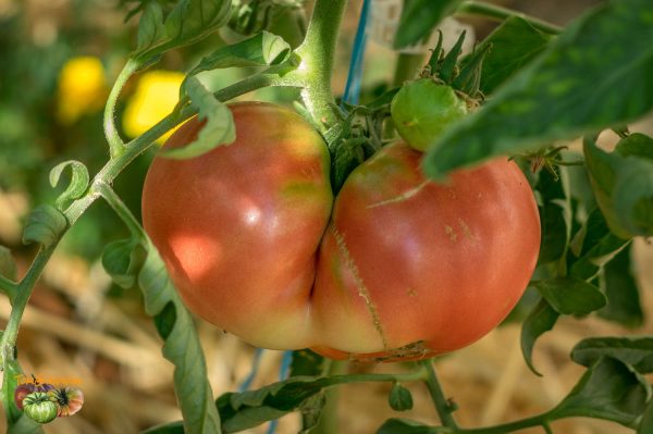 amish pink 05 juillet 2017