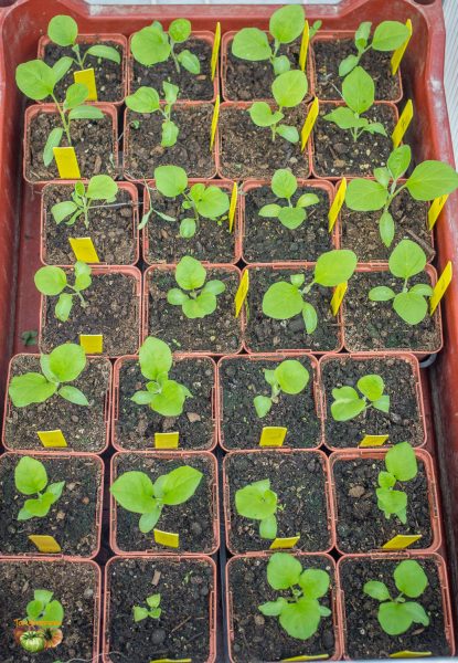 aubergines 12 mars 2017 2