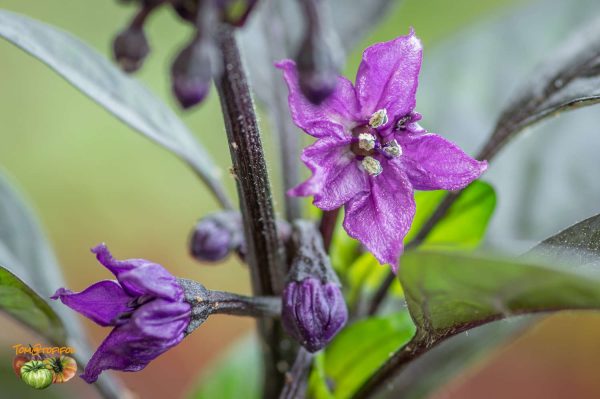 black pearl 18 mai 2017