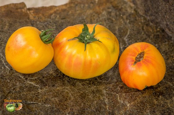 et tomato 23 juillet 2017 2