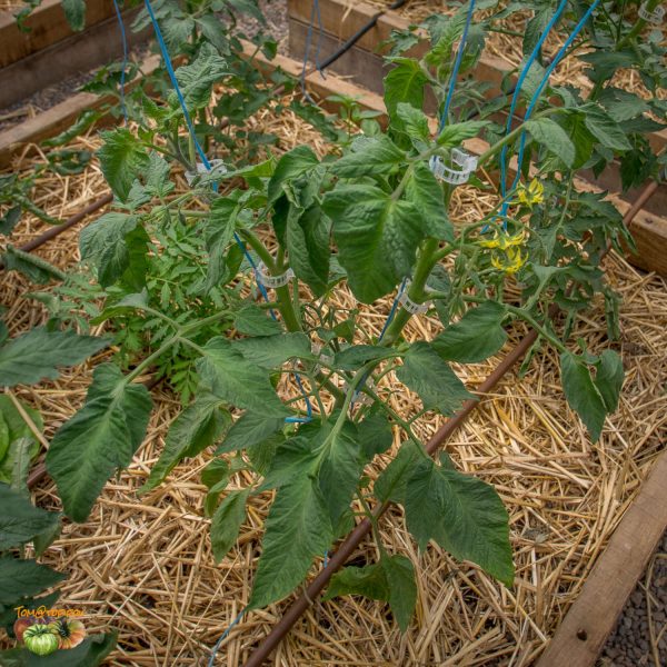 golden pineapple 31 mai 2017