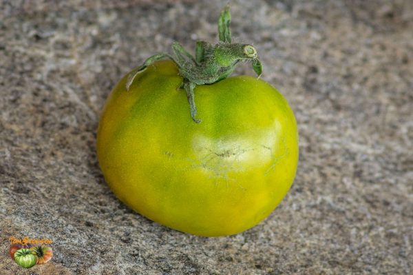 green martian dwarf 28 juin 2017 2