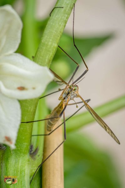 insecte 03 mai 2017 4