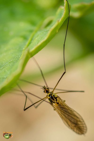 insecte 20 mai 2017