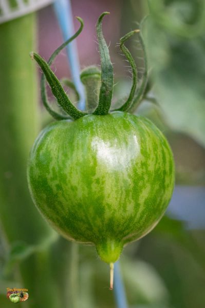 kozula133 f6 18 juin 2017 2