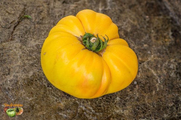 lenny and gracies kentucky heirloom 26 juillet 2017 2
