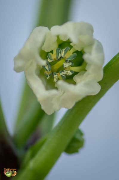 liebesapfel 27 avril 2017 3 2